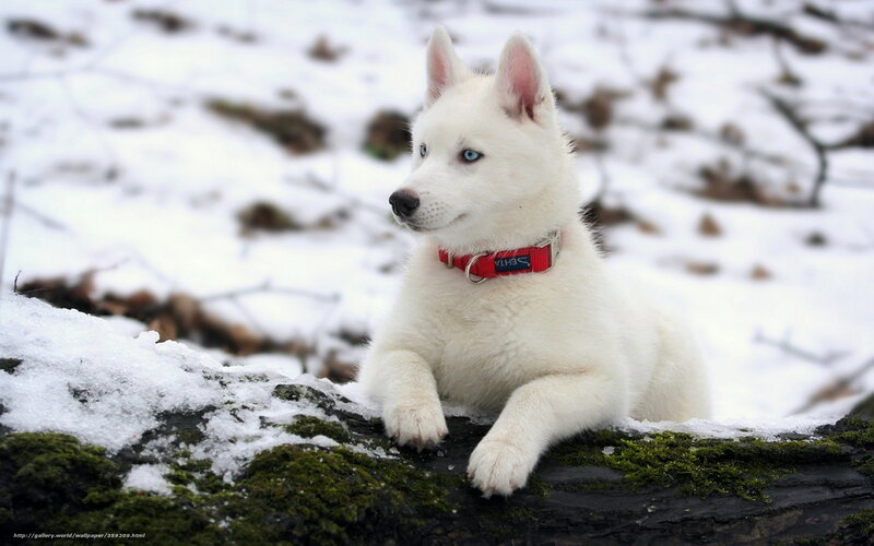 White Husky Puppy — Calm, Winter, Photograph