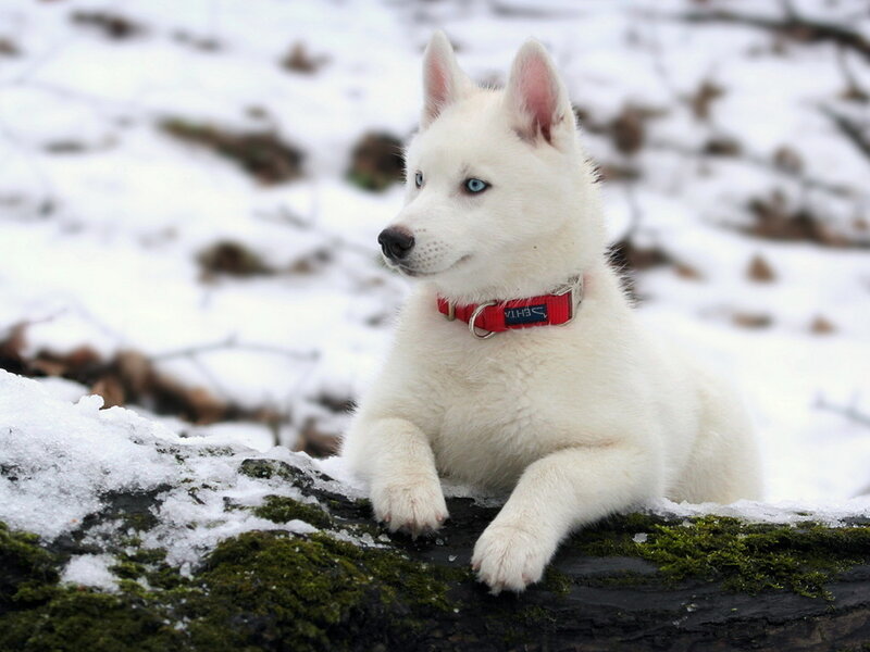 White Husky Puppy — Calm, Winter