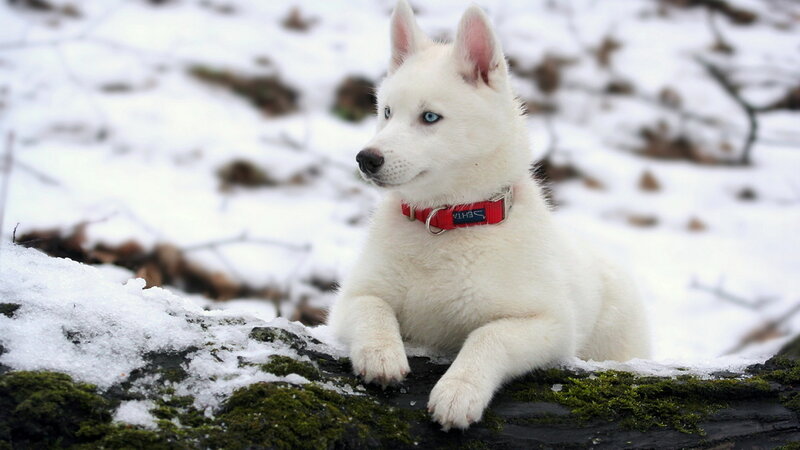 White Husky Puppy