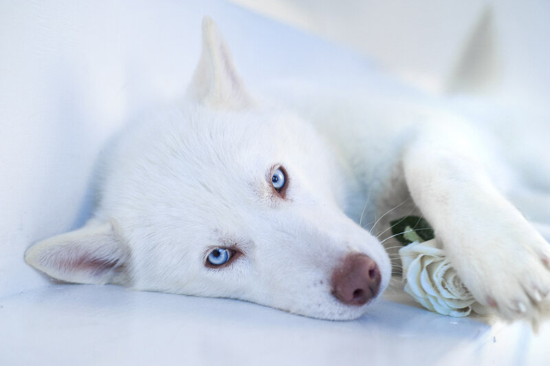 White husky with blue eyes
