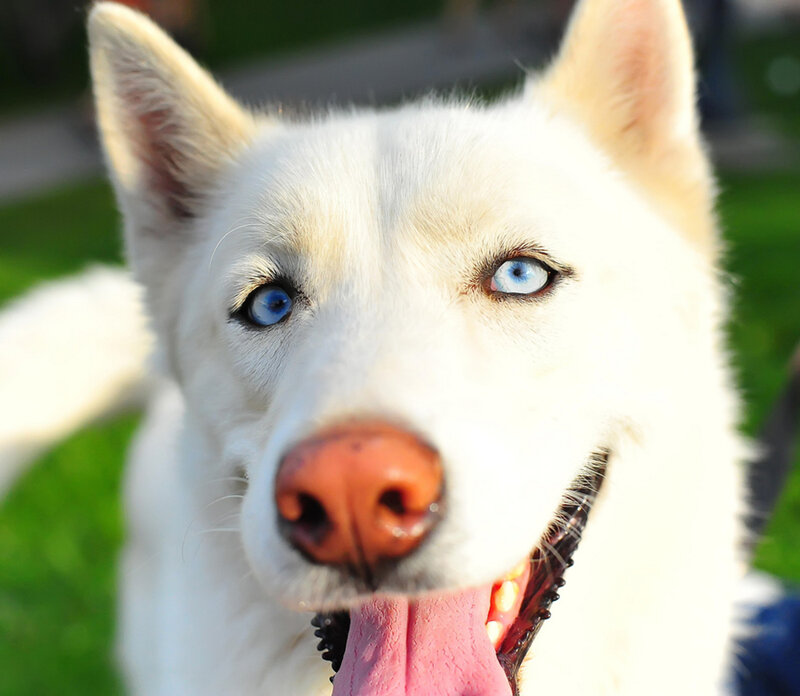 White Husky with Blue Eyes — Calm, Afternoon