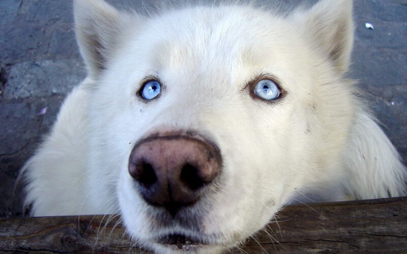 White Husky with Blue Eyes — Calm