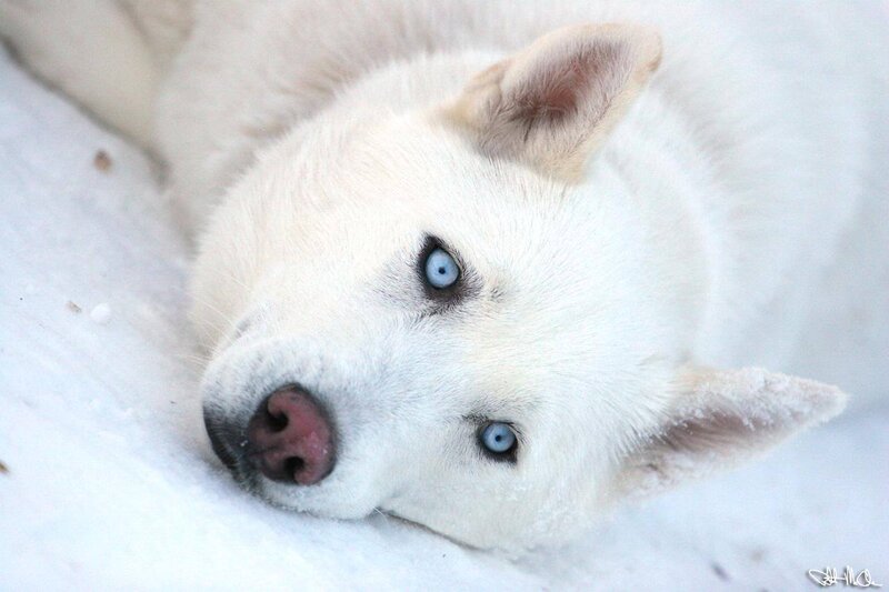 White Husky with Blue Eyes — Calm, Winter