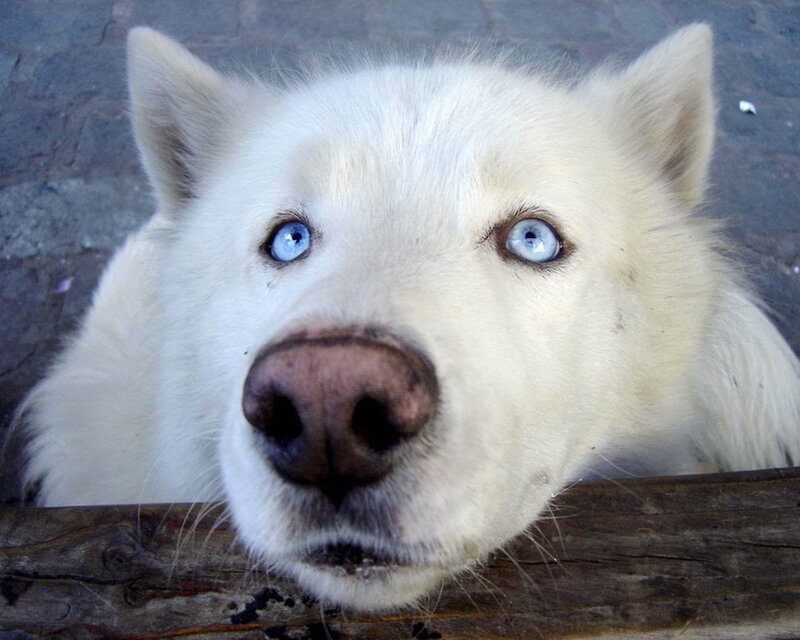 White Husky with Blue Eyes — Curious