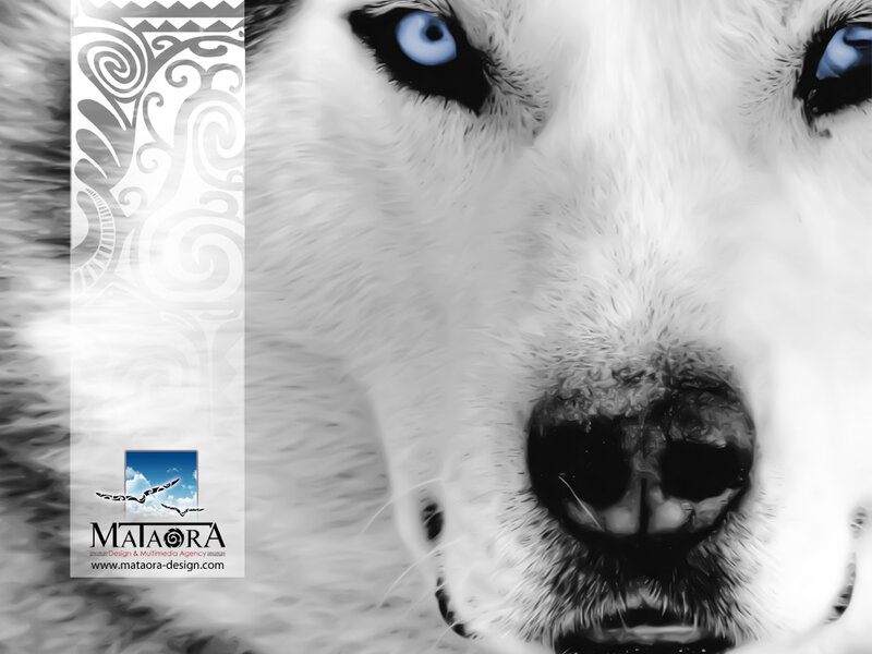 White Husky with Blue Eyes — Intense