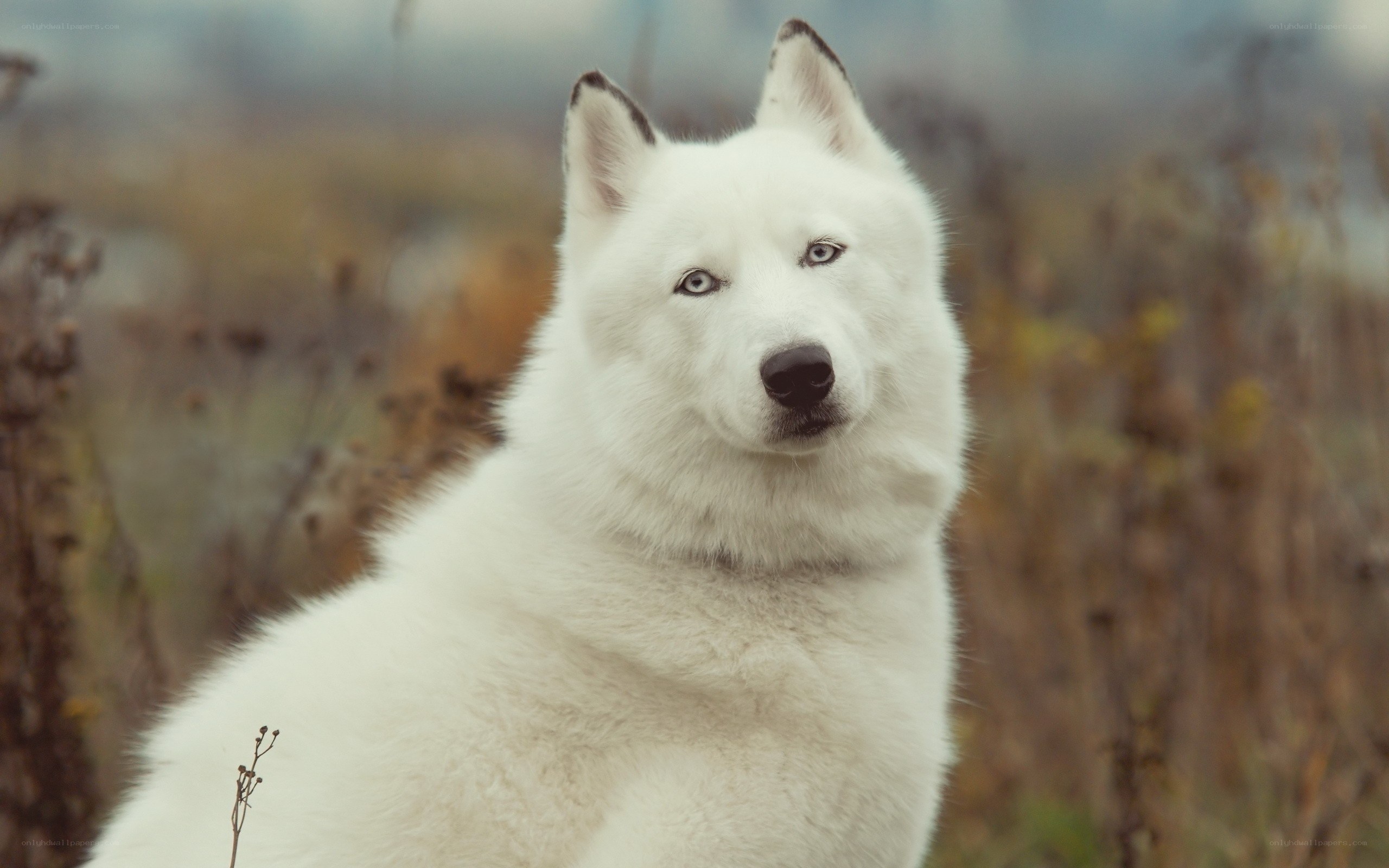 white husky with blue eyes