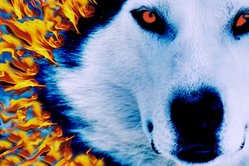 White Husky with Flames