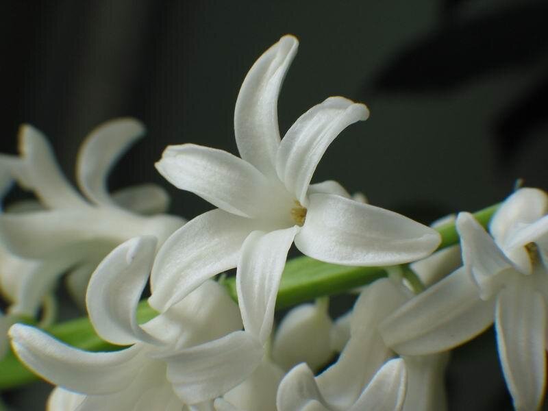 White Hyacinth Flower — Calm