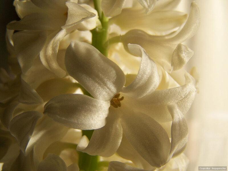 White Hyacinth Flower — Serene