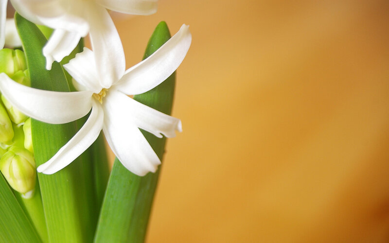 White Hyacinth Flower