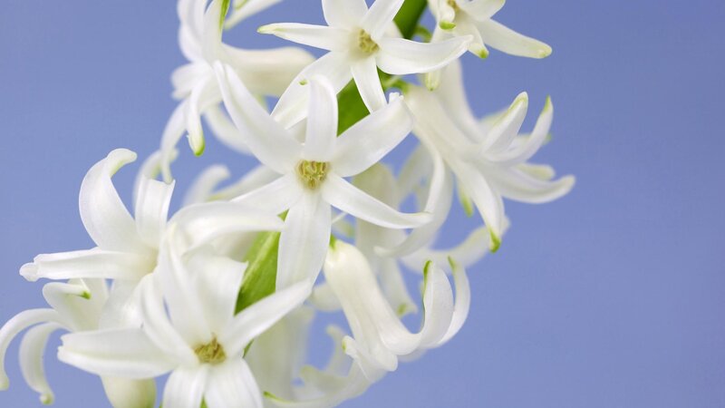 white hyacinth flowers