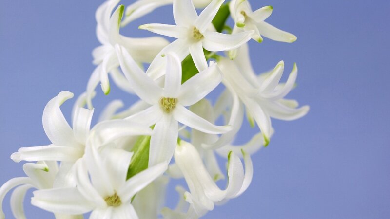 white hyacinth flowers