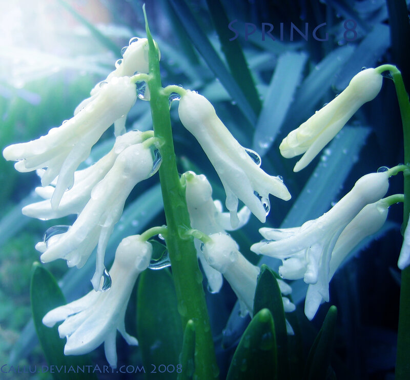White Hyacinth Flowers — Blue
