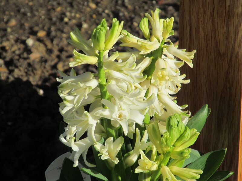 White Hyacinth Flowers — Calm, Afternoon