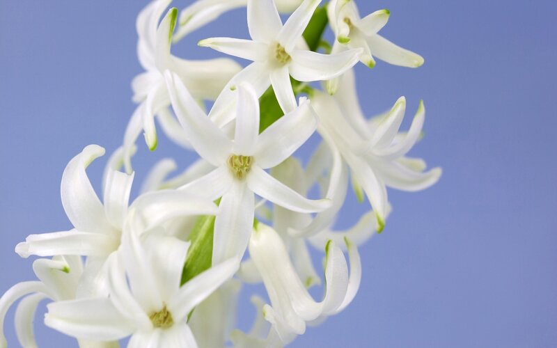 White Hyacinth Flowers — Calm, Photograph, Flower
