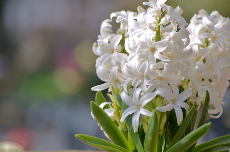 White Hyacinth Flowers — Calm, Spring