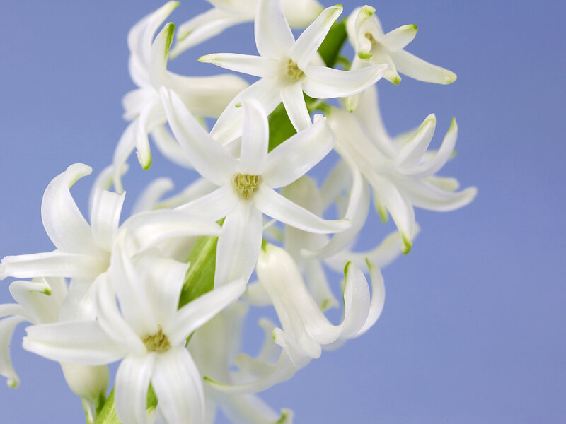 White Hyacinth Flowers — Calm