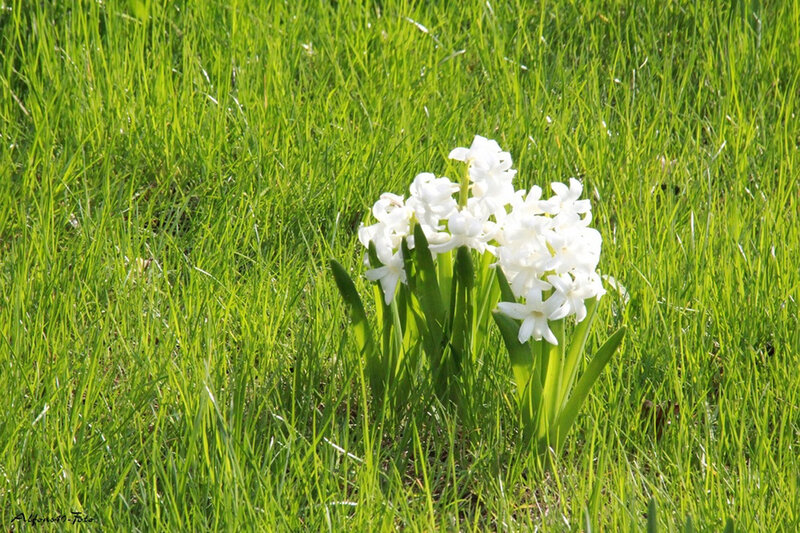 White Hyacinth Flowers — Green