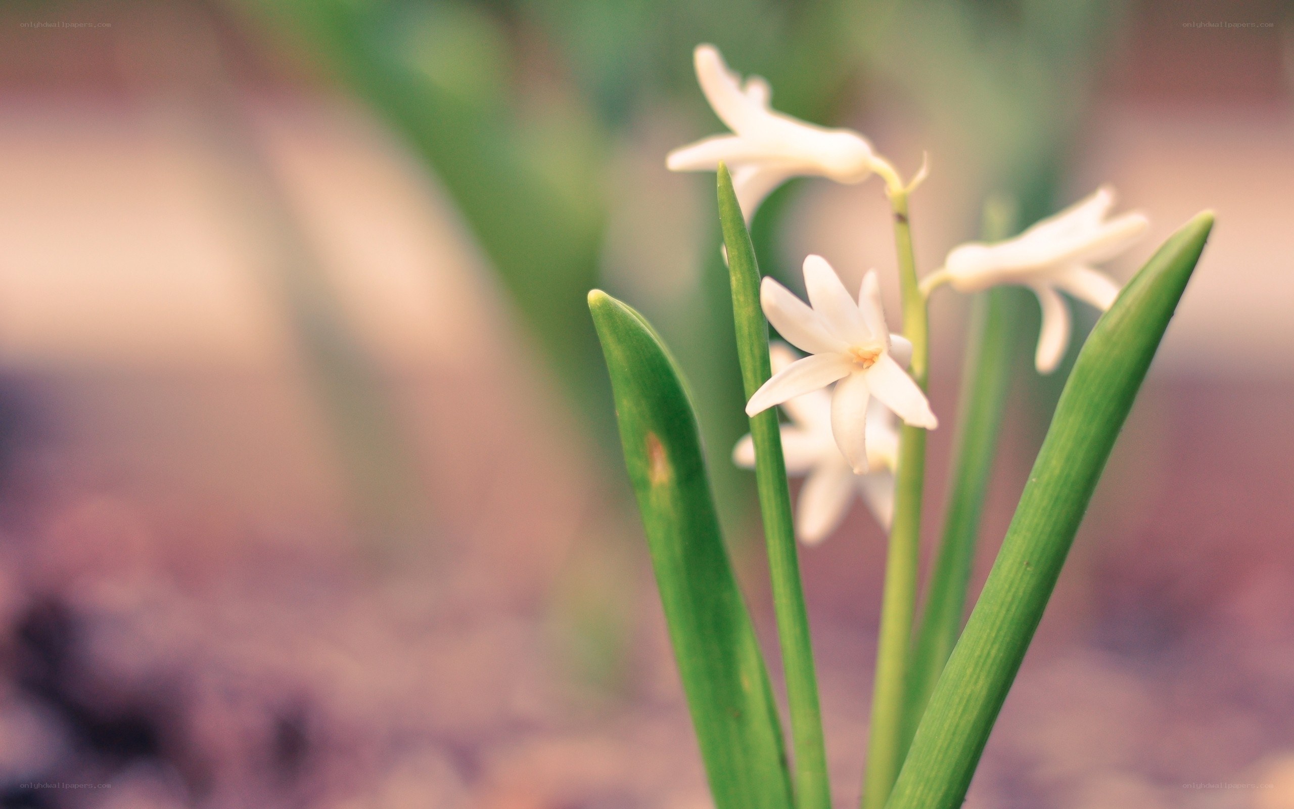 White hyacinth flowers in bloom