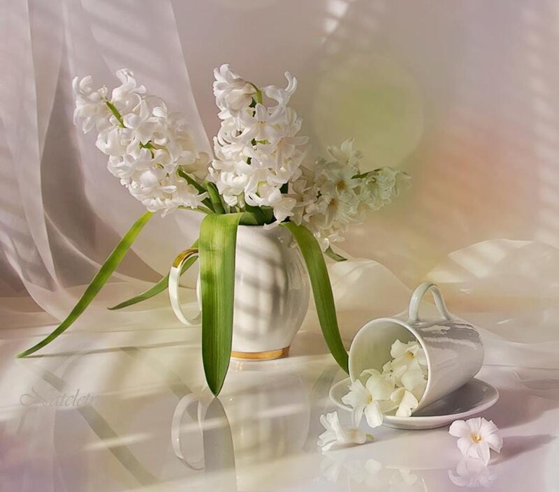 White Hyacinth Flowers — Serene, Morning