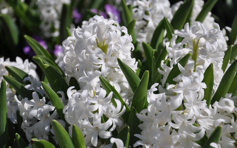 White Hyacinth Flowers — Serene, Spring, Photograph