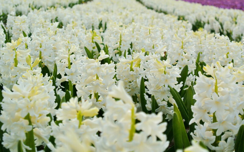 White Hyacinth Flowers — Serene, Spring