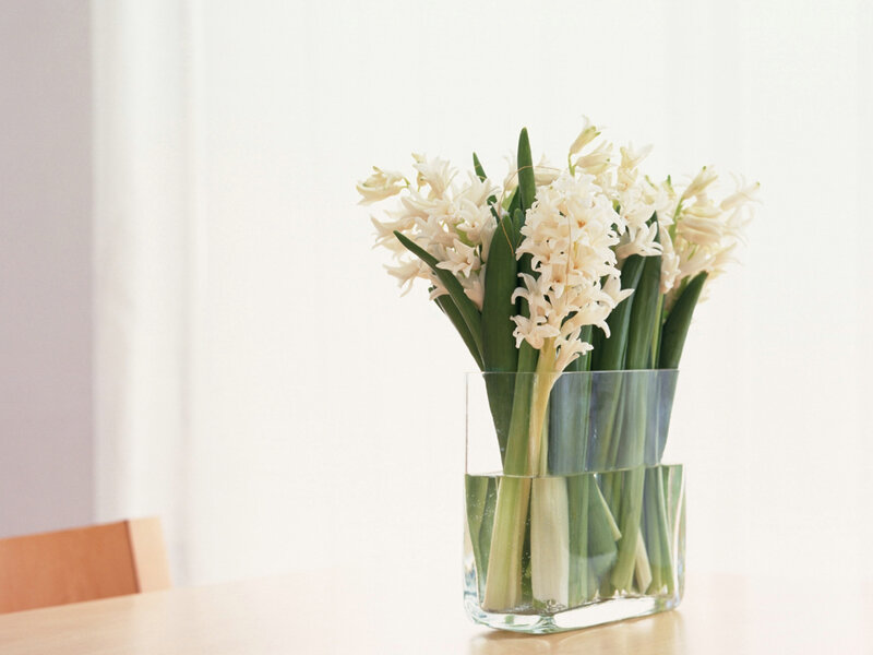 White Hyacinth Flowers — Serene