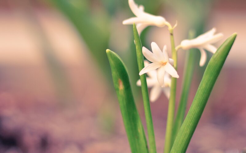 white hyacinth flowers