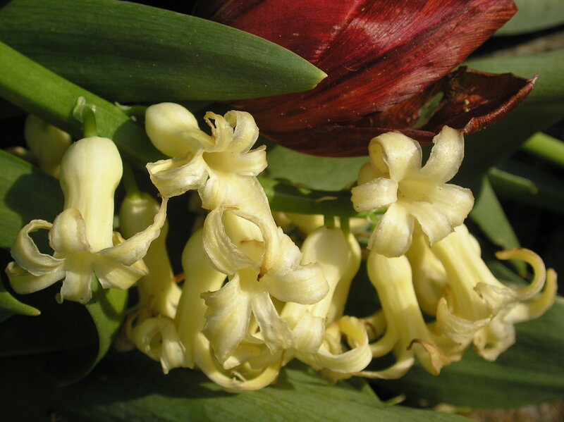 White Hyacinth Flowers — Yellow