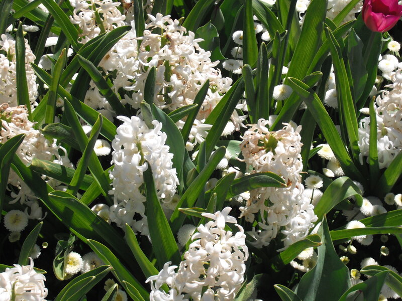white hyacinths in a garden