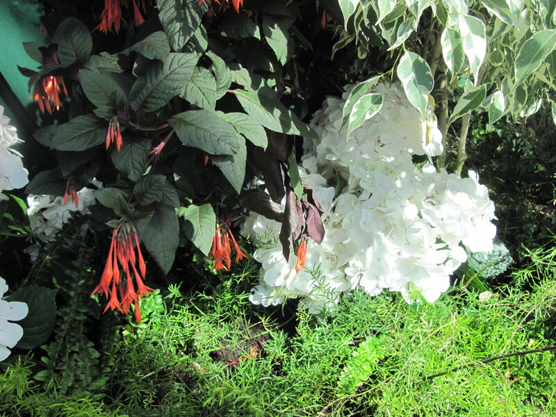 White Hydrangea and Fuchsia