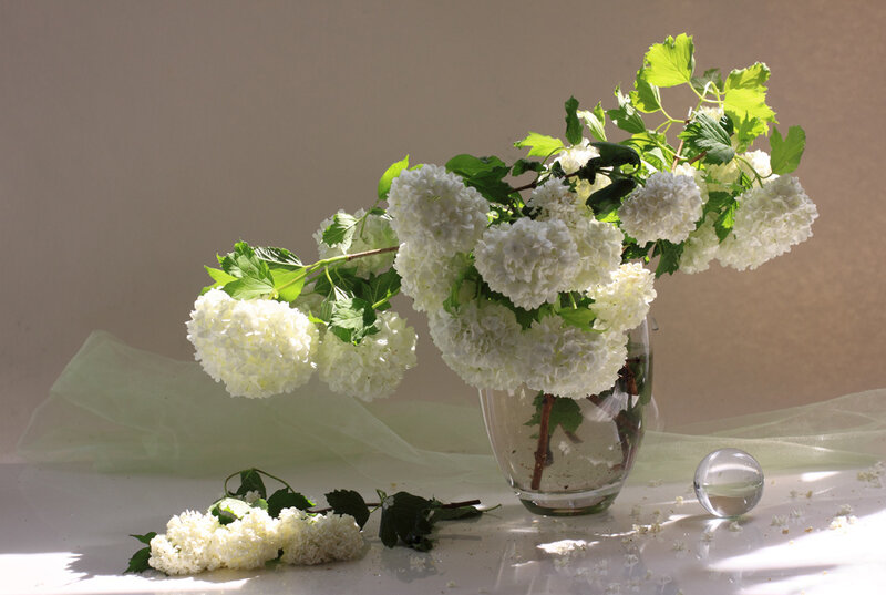 White Hydrangea Bouquet — Serene, Afternoon