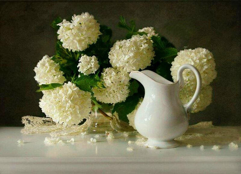 White Hydrangea Bouquet — Serene, Photograph, Pitcher