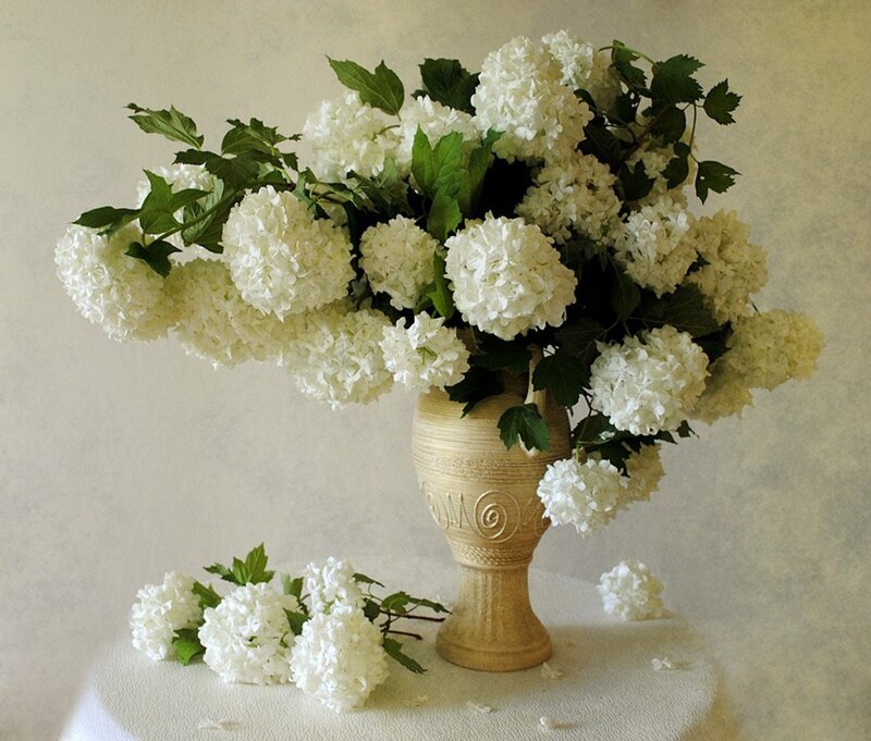 White Hydrangea Bouquet — Serene, Photograph
