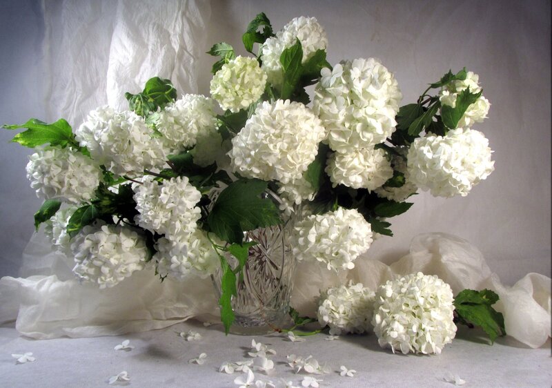 White Hydrangea Bouquet — Serene, Photograph, Vase