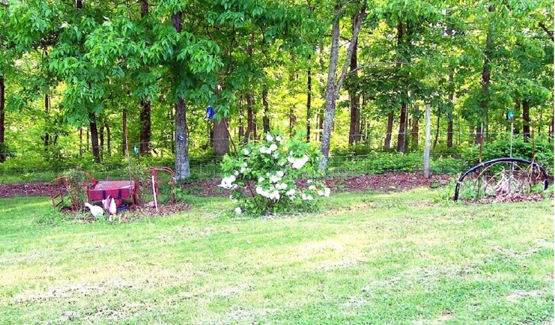 White Hydrangea Bush — Green