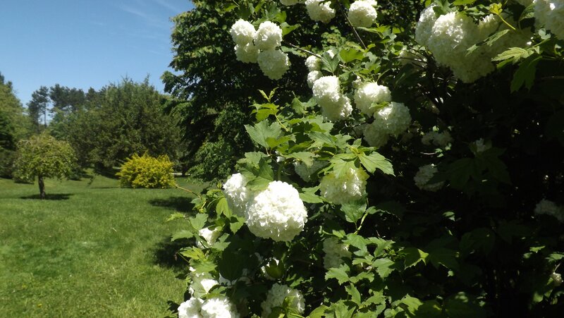 White Hydrangea Bush — Serene, Afternoon