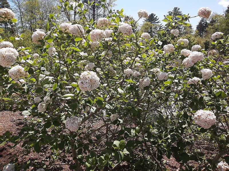 White Hydrangea Bush — Serene, Spring