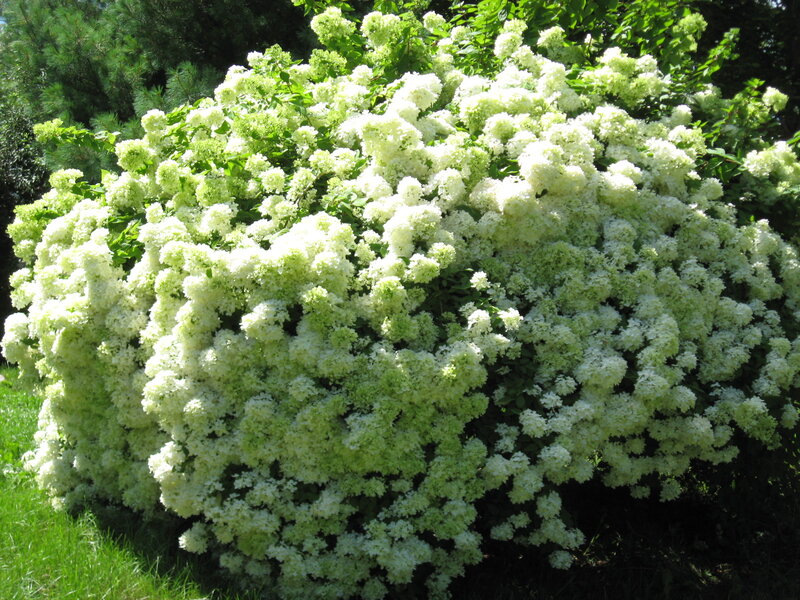 White Hydrangea Bush — Serene, Summer
