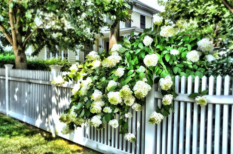White Hydrangea Bush — Serene
