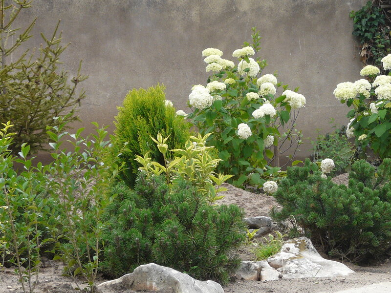 White Hydrangea Bush
