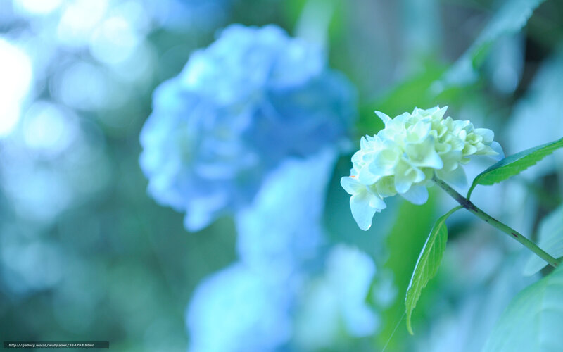 White Hydrangea Flower — Blue