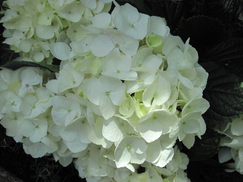 White Hydrangea Flower — Calm, Afternoon