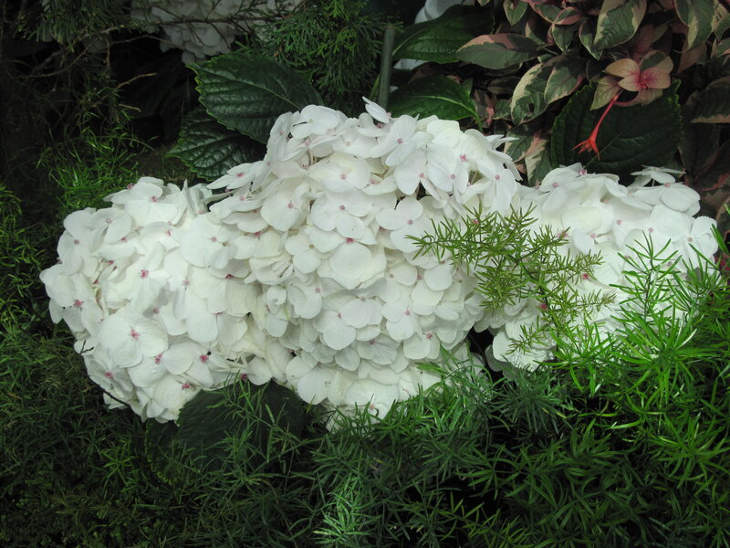 White Hydrangea Flower — Calm, Photograph, Green Foliage