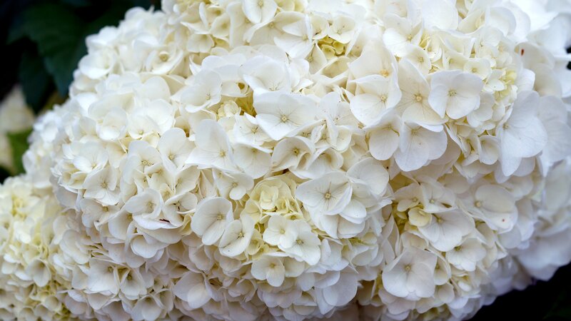 White Hydrangea Flower — Calm, Photograph, Green Leaf