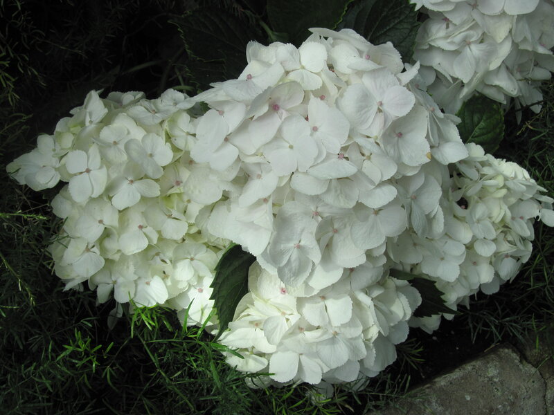 White Hydrangea Flower — Calm, Photograph, Green Leaves, Grass