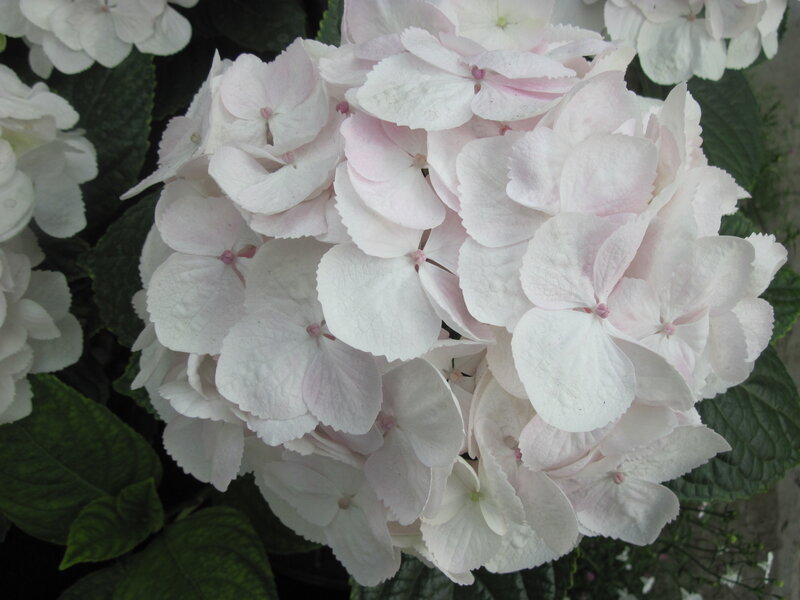 White Hydrangea Flower — Calm, Photograph, Green Leaves