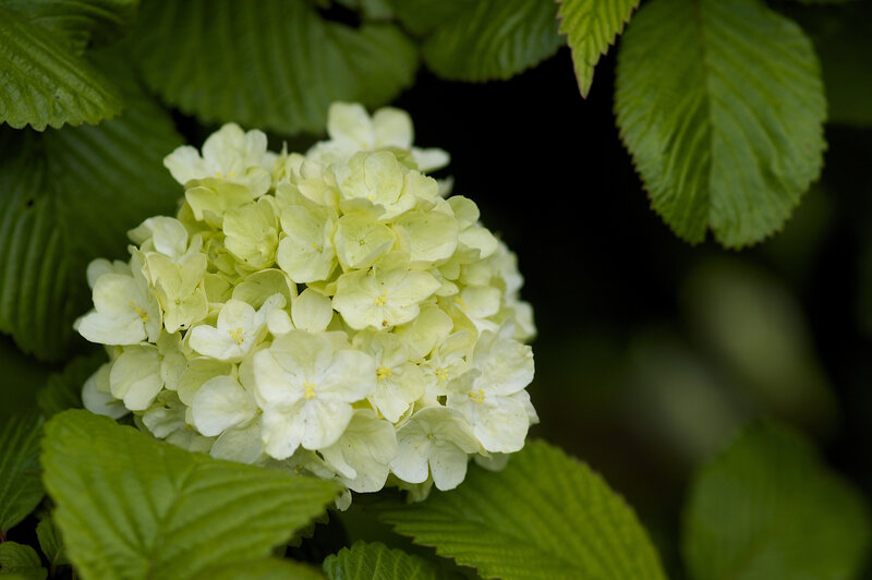 White Hydrangea Flower — Calm, Photograph
