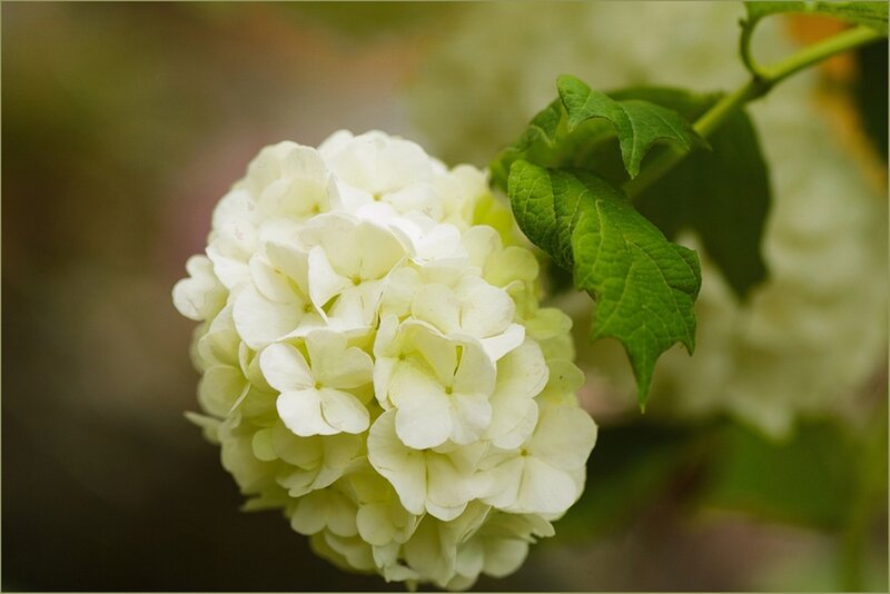 White Hydrangea Flower — Calm, Spring