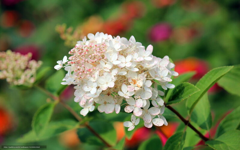 White Hydrangea Flower — Calm, Summer